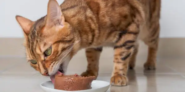 Bengaalse kat eet natvoer uit een witte schotel.