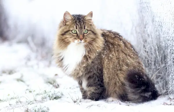 Magnifique chat sibérien au pelage magnifique et moelleux.