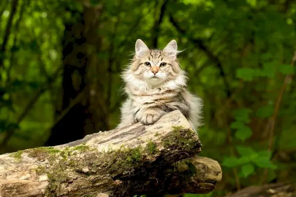 Authentische Sibirische Katze, die die wahre Schönheit dieser majestätischen Rasse in einem komprimierten Bild zeigt