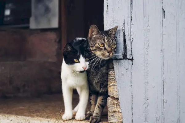 Twee katten turen om de hoek van een schuurmuur.