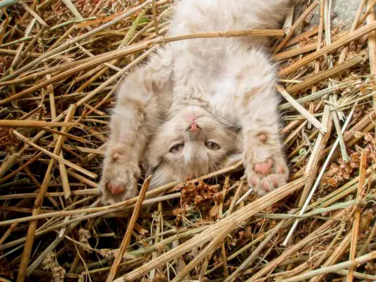 Kreminės spalvos tabby katė guli ant nugaros šiaudų krūvoje, priekines letenas ištiesusi virš galvos.