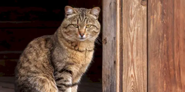 Een bruine gestreepte kat zit in de deuropening van een schuur.