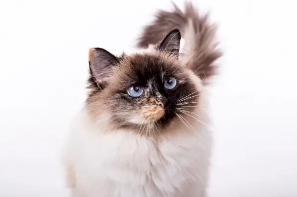 Ragdoll söpö