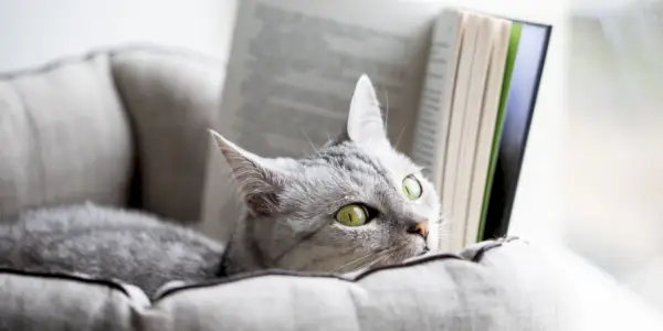 150 nombres de gatos literarios perfectos con significados