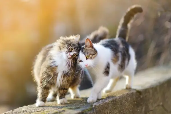 İki dost canlısı kedi