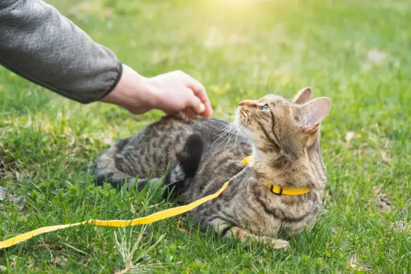 Tabby katė, gulinti žolėje, žiūri į šeimininką, kurio ranka tiesiasi į katę