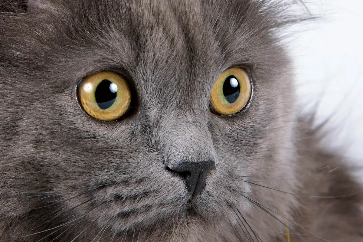 Nomes de gatos persas (iranianos) para gatos masculinos e femininos