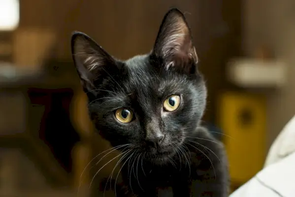 Billede med et udvalg af mystiske kattenavne, der tilbyder en række spændende muligheder for at fange den gådefulde og fængslende natur af disse kattekammerater.