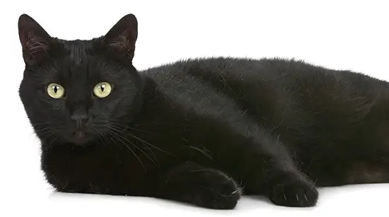 Imagem majestosa de um gato preto com ar de elegância e mistério