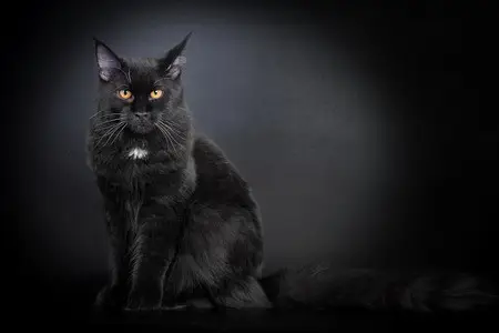 Imagem de um gato Maine Coon preto sentado e olhando atentamente