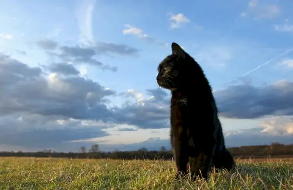 Afbeelding van een kat omringd door weelderig groen gras, wegkijkend