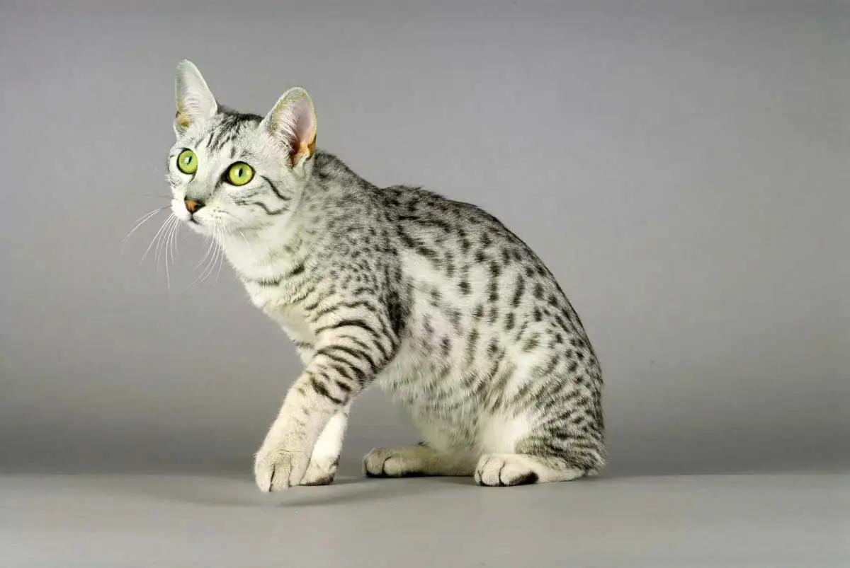 Nombres egipcios para gatos machos