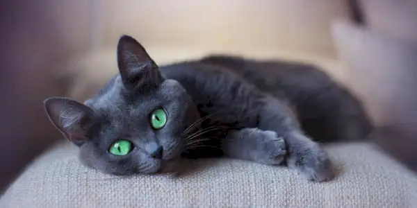 grijze kat met groene katten die op de bank slapen