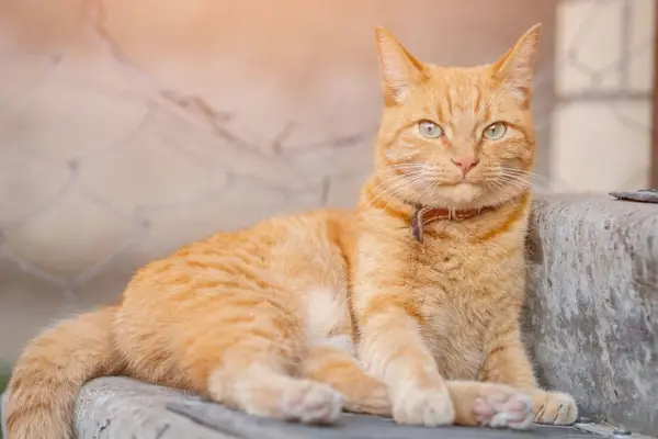 Beste Namen für Anime-Katzen: Die entspannende orangefarbene Katze mit rotem Lederhalsband behält das Revier im Auge