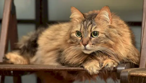 I migliori nomi di gatti anime: bellissimo gatto norvegese delle foreste marrone e soffice