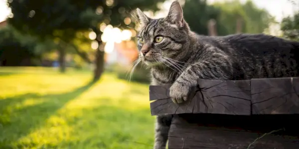 Los mejores nombres de gatos de anime: lindo gato atigrado de pelo corto europeo marrón tumbado al aire libre en un banco de madera