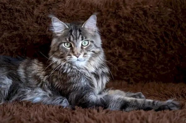 Gatto maschio, che mostra un comportamento bello e sicuro di sé.