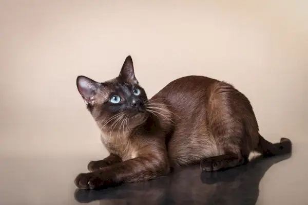 Gatto Tonkinese, noto per la sua personalità affascinante e il sorprendente motivo del mantello.