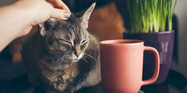 Gat inspirat en el cafè, amb una estètica felina única i creativa.