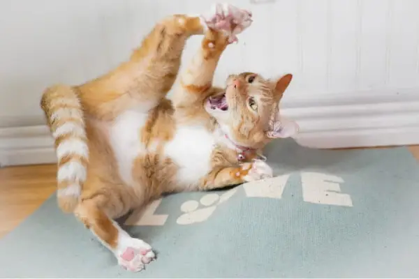 Chat sur l'herbe à chat roulant sur le sol avec la bouche ouverte