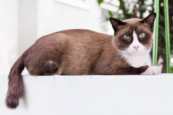 Chat Brun Et Blanc Assis Sur Une Plateforme Blanche