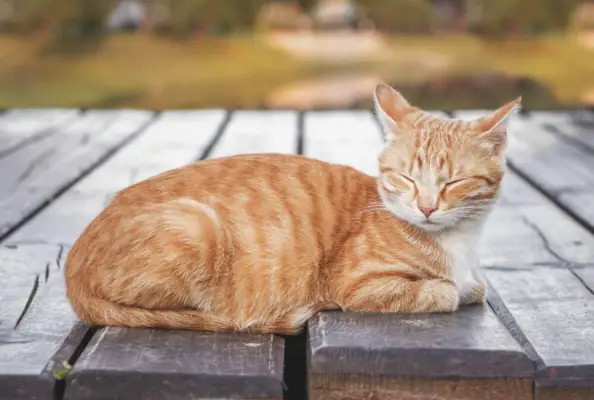 수컷 주황색 얼룩무늬 고양이