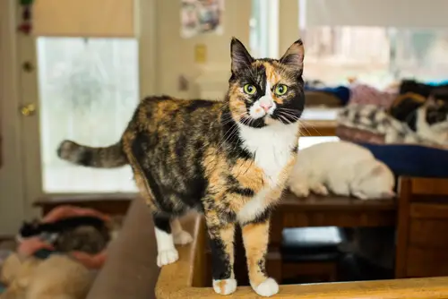 calico kedi türleri