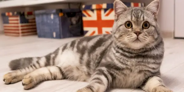 145 meilleurs noms de chats britanniques : nos meilleurs choix pour votre chat avec des significations