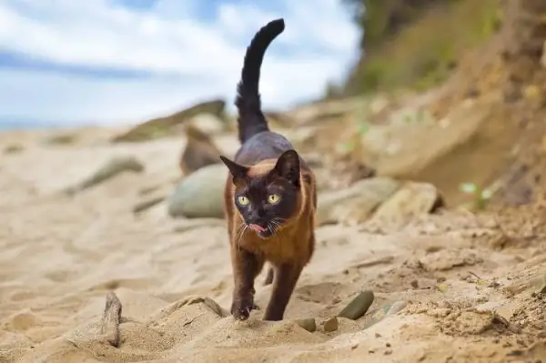 Zwei burmesische Katzen in einer bezaubernden und liebenswerten Pose.