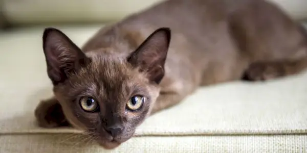 Birma kat ontspannen op een bank in een comfortabele houding.