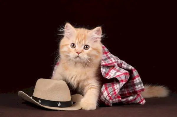 Mignon petit chaton roux, rayonnant de chaleur et d'adorabilité