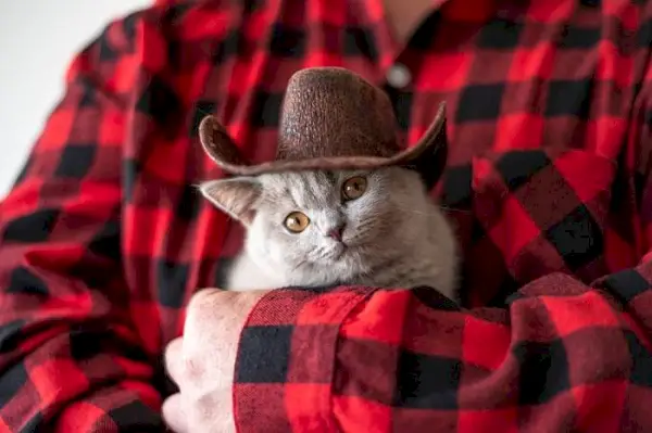 Adorável gatinho com chapéu de cowboy, evocando uma cena lúdica e charmosa.