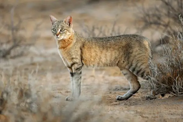 Afrikansk vildkatt som visar upp skönheten och lockelsen hos dessa fascinerande kattdjur