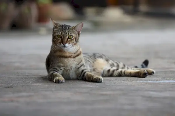 Immagine con nomi di gatti di ragazze africane, che offre opzioni di denominazione ispirate alla cultura per il tuo compagno felino