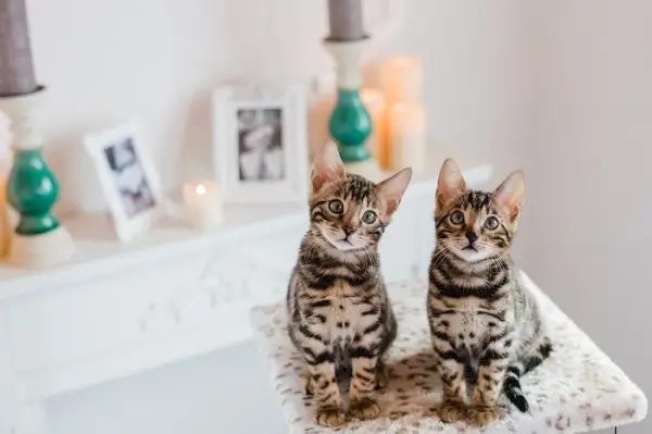 Gattino con motivo leopardato, che mostra la sua natura selvaggia e giocosa.