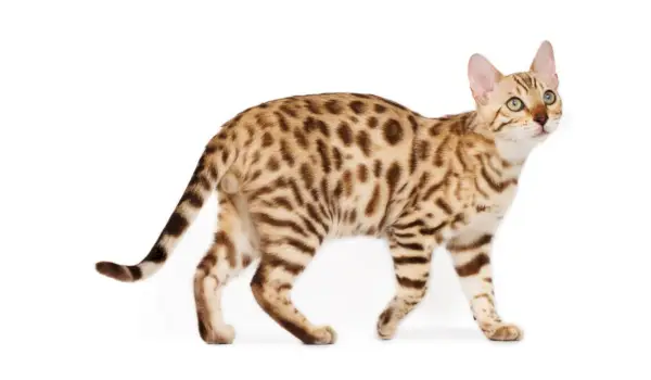 Gato Savannah em imagem comprimida, representando o apelo único e exótico desta raça.