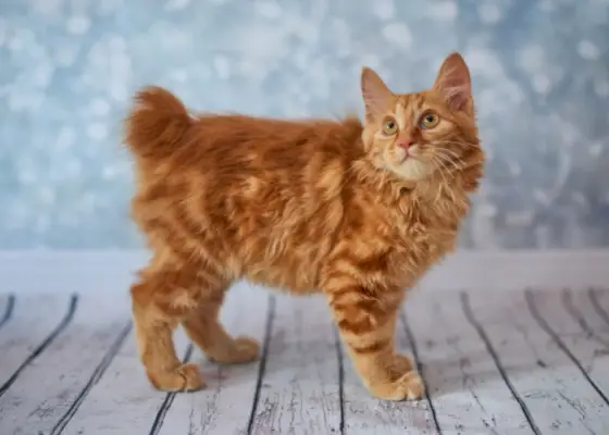 raça de gato sem cauda Gato Bobtail Americano