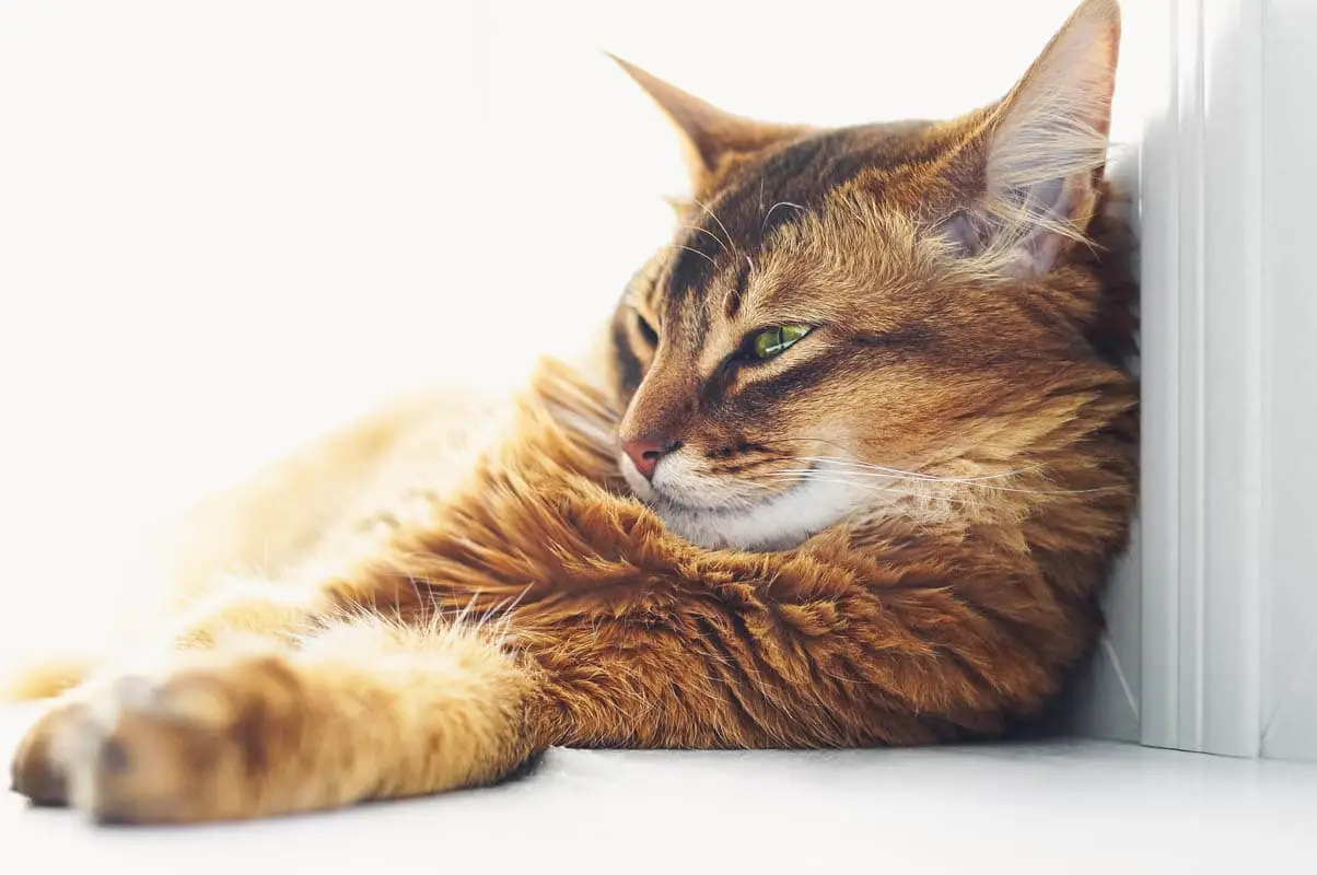 300 Katzen für Katzen und Männer