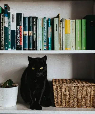 chat noir mâle