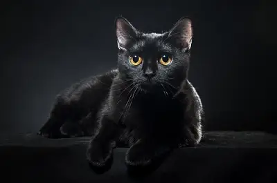 Die 550 besten Namen für schwarze Katzen mit Bedeutung