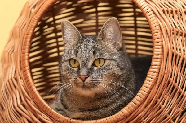 고양이는 짠 고양이 침대 안에 편안하게 누워 아늑하고 세련된 휴식을 즐기고 있습니다.