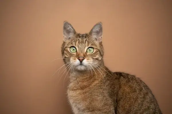 Braune Katze mit auffälligen grünen Augen, die ihr einzigartiges und bezauberndes Aussehen verdeutlichen