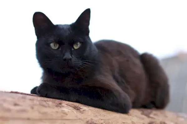 Schwarze Katze sitzt anmutig und zeigt eine königliche und gelassene Haltung