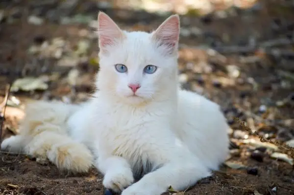 Chat blanc regardant directement la caméra, capturant son expression captivante et curieuse