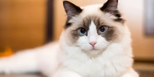 Lindo jovem gato Ragdoll branco de raça pura, mostrando sua natureza elegante e gentil.