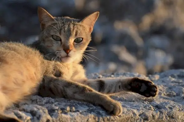 Fokusert katt i sitt element, som viser intens oppmerksomhet og nysgjerrighet.