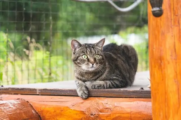 Gatto che si rilassa su una superficie di legno, incarnando il comfort e l'ambiente naturale.