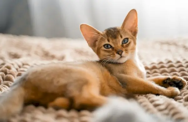 Bellissimo gatto marrone, che mostra il suo colore unico del mantello e le sue caratteristiche sorprendenti.