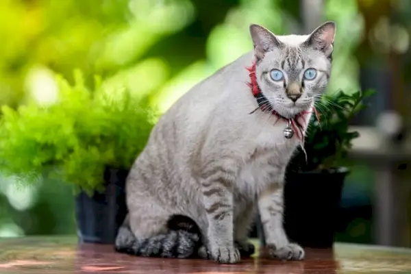 Distinkt koreansk katt som speglar kulturell unikhet och kattlig charm.