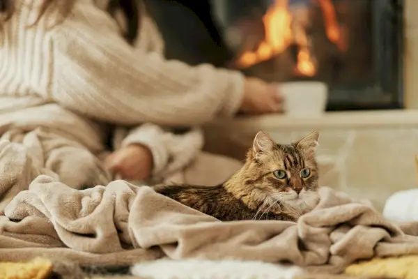 Tabby brun assis sur une couverture près d'une cheminée pendant que son propriétaire boit du thé.